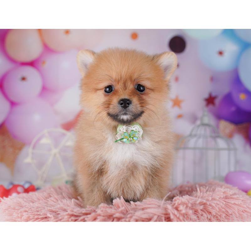 販売中の千葉県のポメラニアン-428843の6枚目