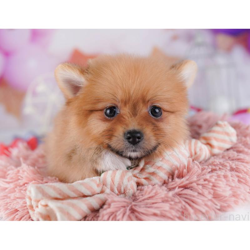 販売中の千葉県のポメラニアン-428843の5枚目