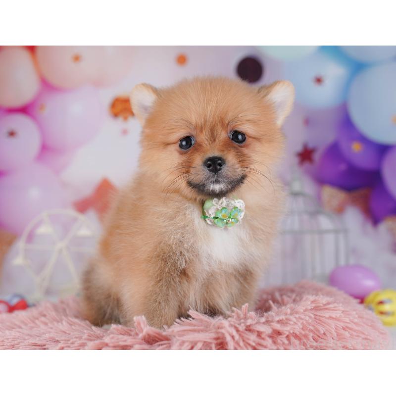 販売中の千葉県のポメラニアン-428843の4枚目