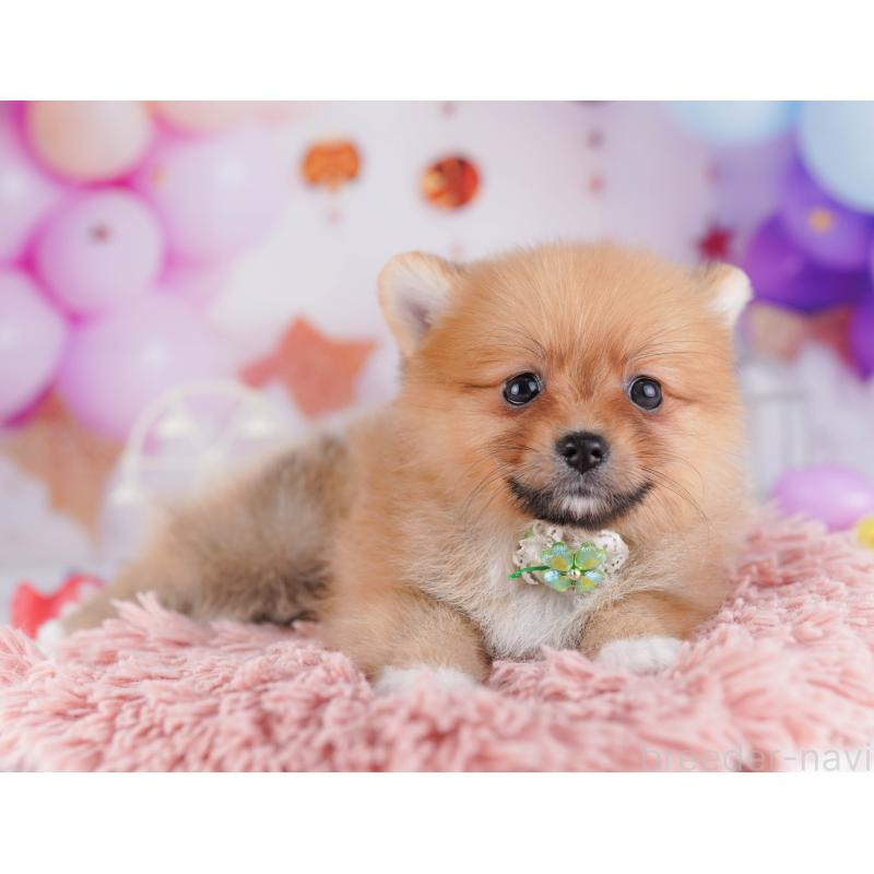 販売中の千葉県のポメラニアン-428843の3枚目