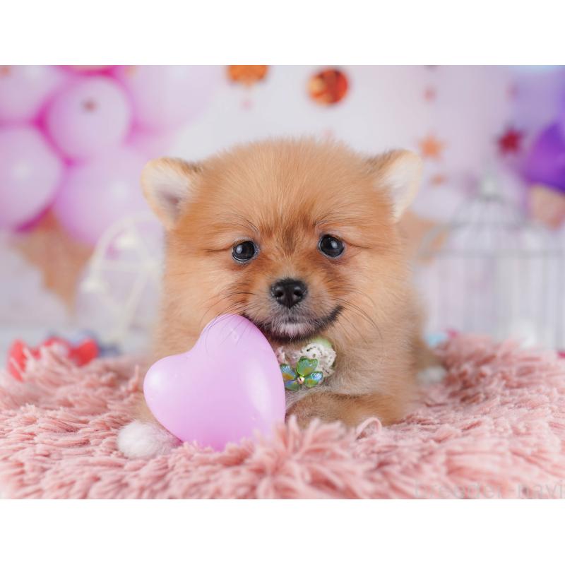 販売中の千葉県のポメラニアン-428843の2枚目