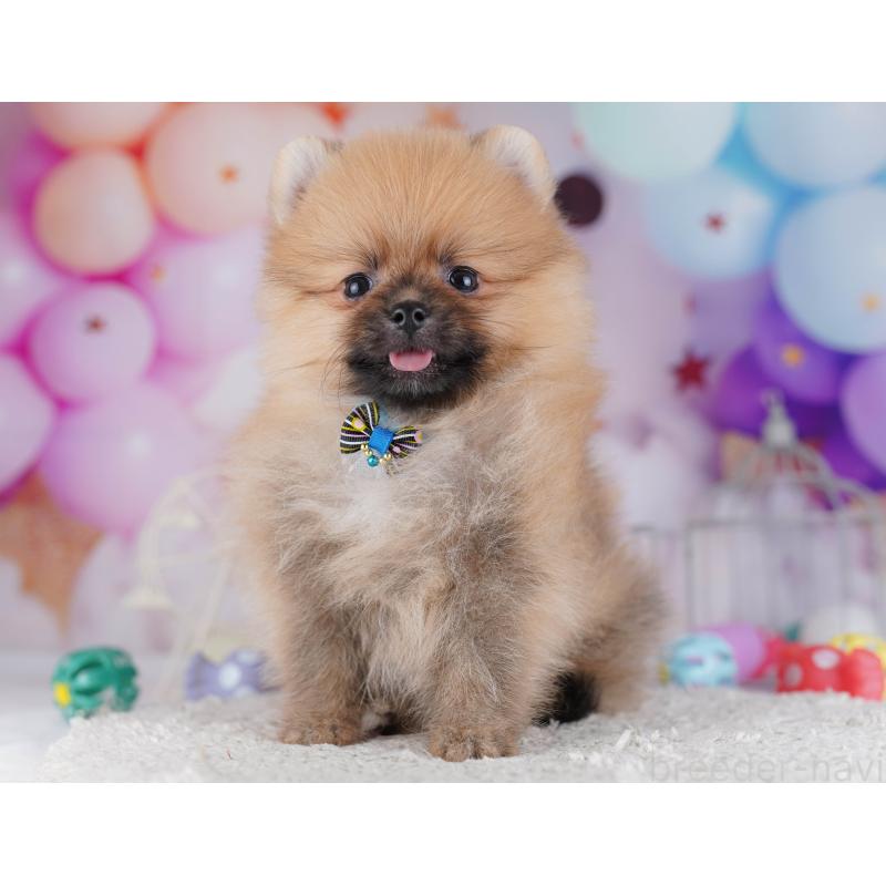 販売中の千葉県のポメラニアン-428841の9枚目