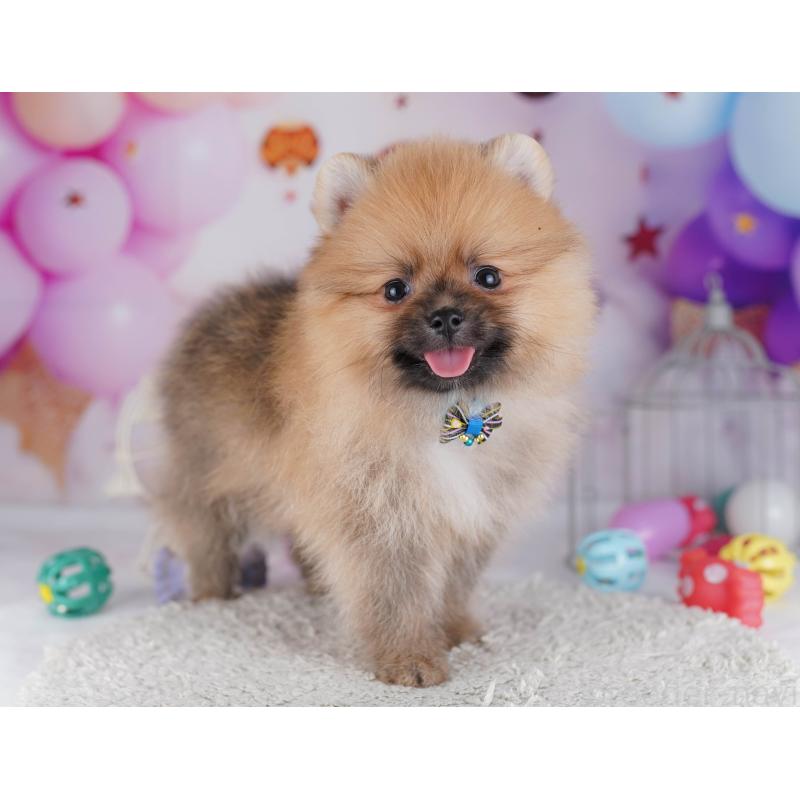 販売中の千葉県のポメラニアン-428841の8枚目