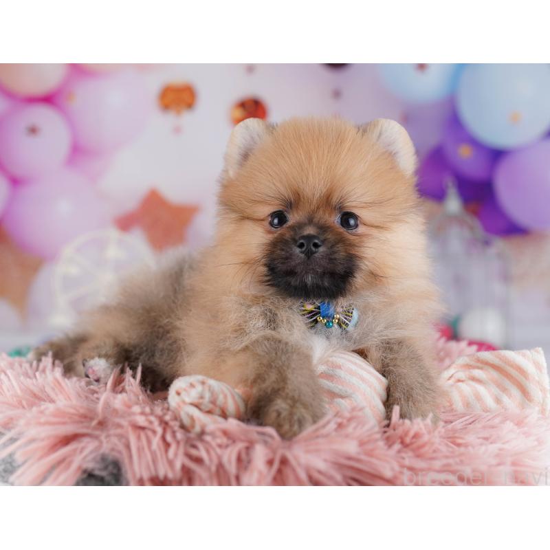 販売中の千葉県のポメラニアン-428841の7枚目