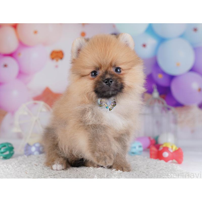 販売中の千葉県のポメラニアン-428841の5枚目