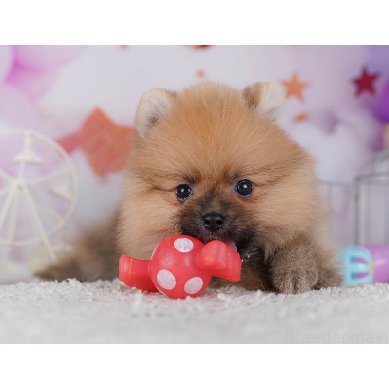 販売中の千葉県のポメラニアン-428841の4枚目