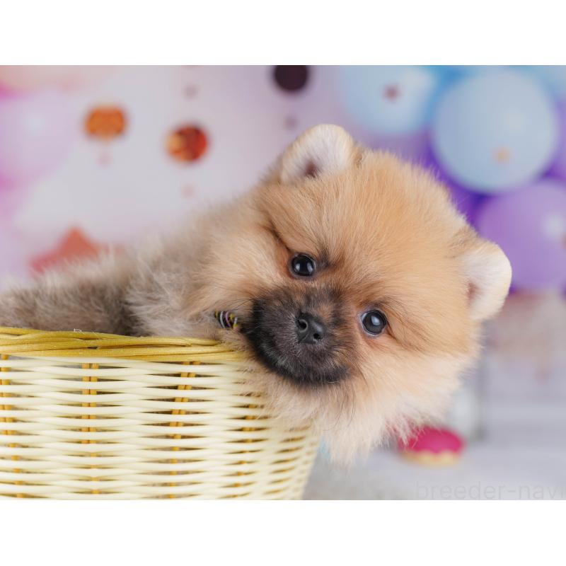 販売中の千葉県のポメラニアン-428841の3枚目