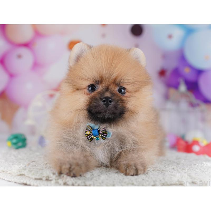 販売中の千葉県のポメラニアン-428841の2枚目