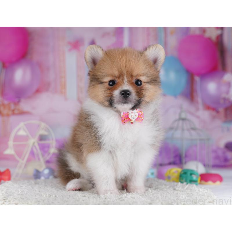 販売中の千葉県のポメラニアン-428838