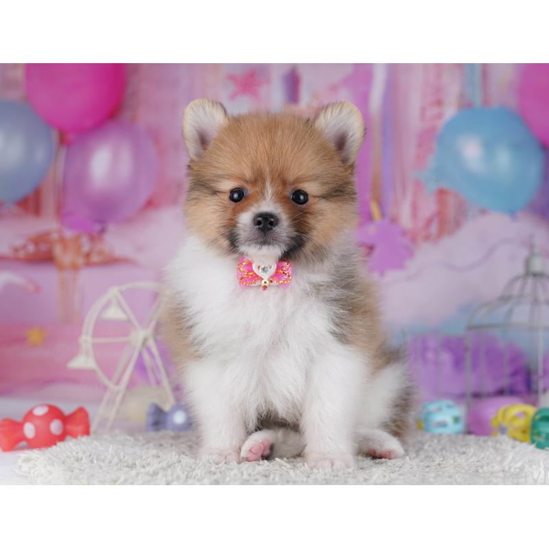 販売中の千葉県のポメラニアン-428838の9枚目