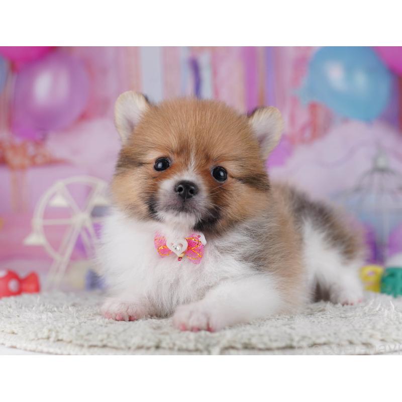 販売中の千葉県のポメラニアン-428838の8枚目