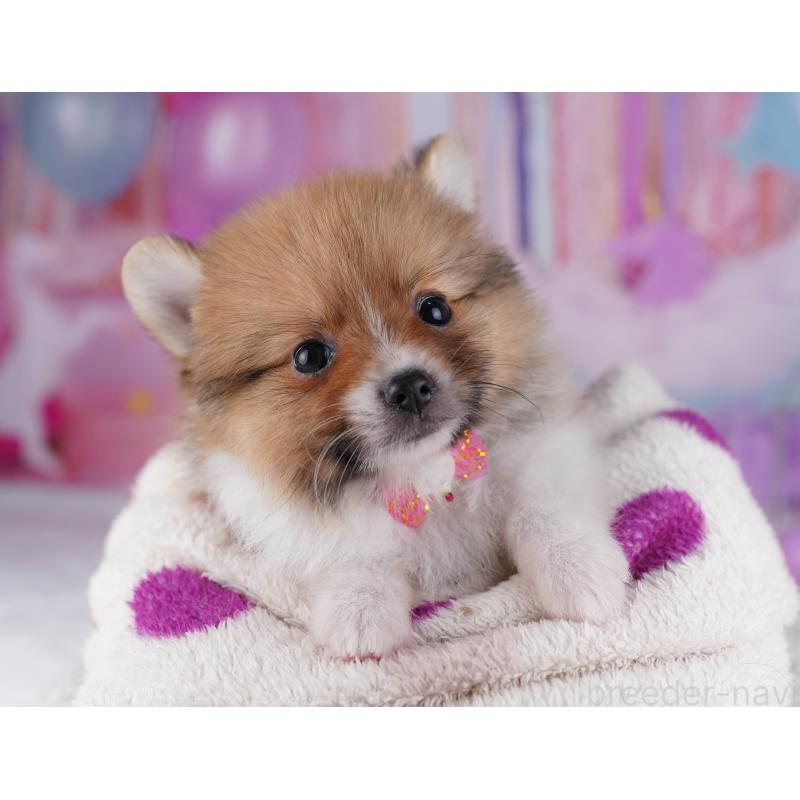 販売中の千葉県のポメラニアン-428838の6枚目