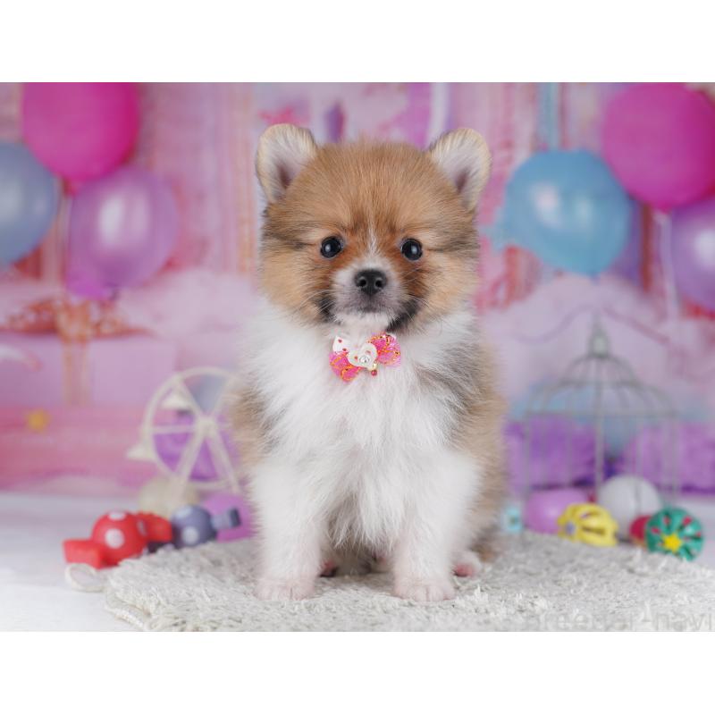 販売中の千葉県のポメラニアン-428838の5枚目