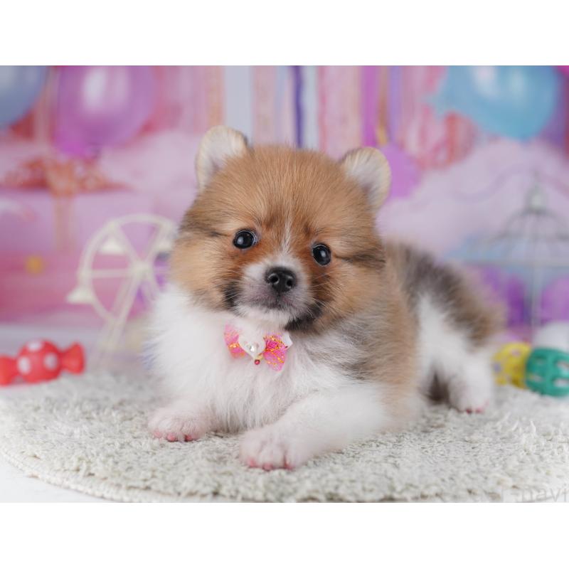 販売中の千葉県のポメラニアン-428838の3枚目