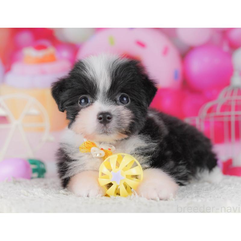 販売中の千葉県のポメマル:ポメラニアン×マルチーズ-428837の10枚目