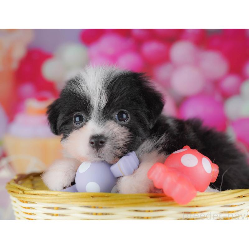 販売中の千葉県のポメマル:ポメラニアン×マルチーズ-428837の9枚目