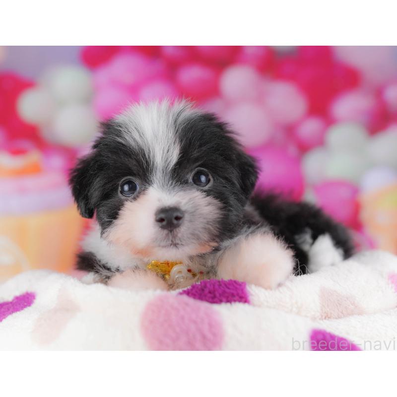 販売中の千葉県のポメマル:ポメラニアン×マルチーズ-428837の7枚目