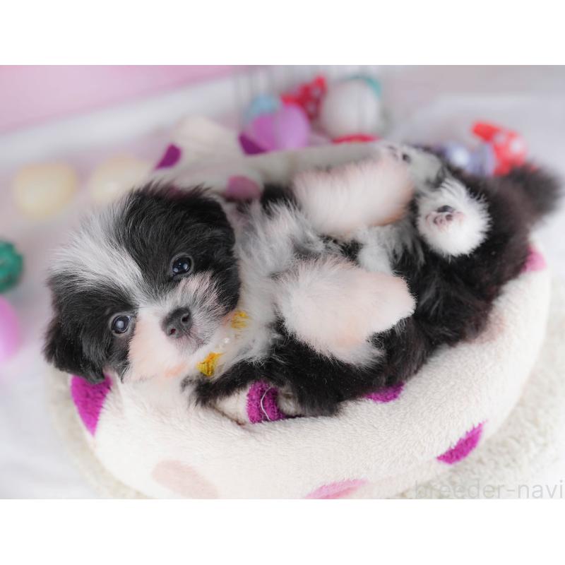 販売中の千葉県のポメマル:ポメラニアン×マルチーズ-428837の6枚目