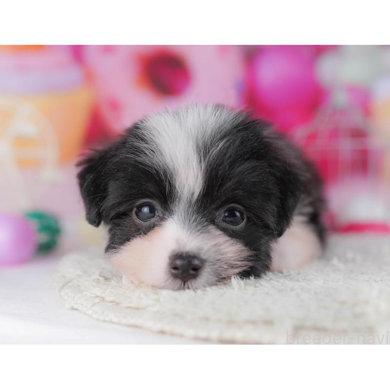 販売中の千葉県のポメマル:ポメラニアン×マルチーズ-428837の5枚目