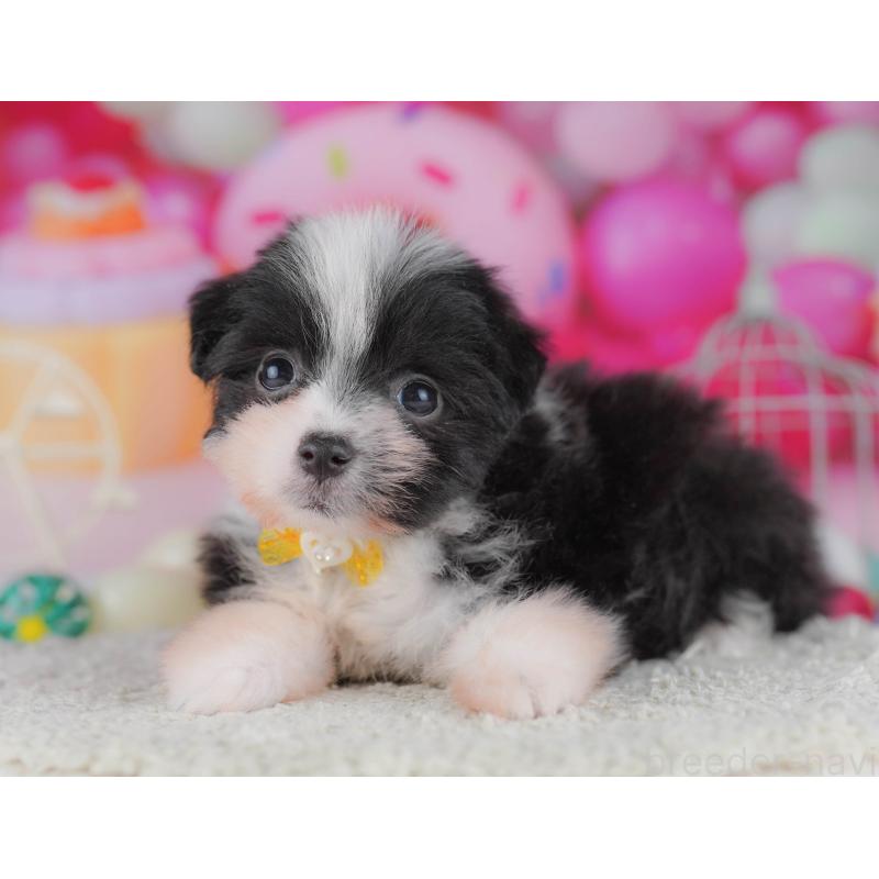 販売中の千葉県のポメマル:ポメラニアン×マルチーズ-428837の4枚目