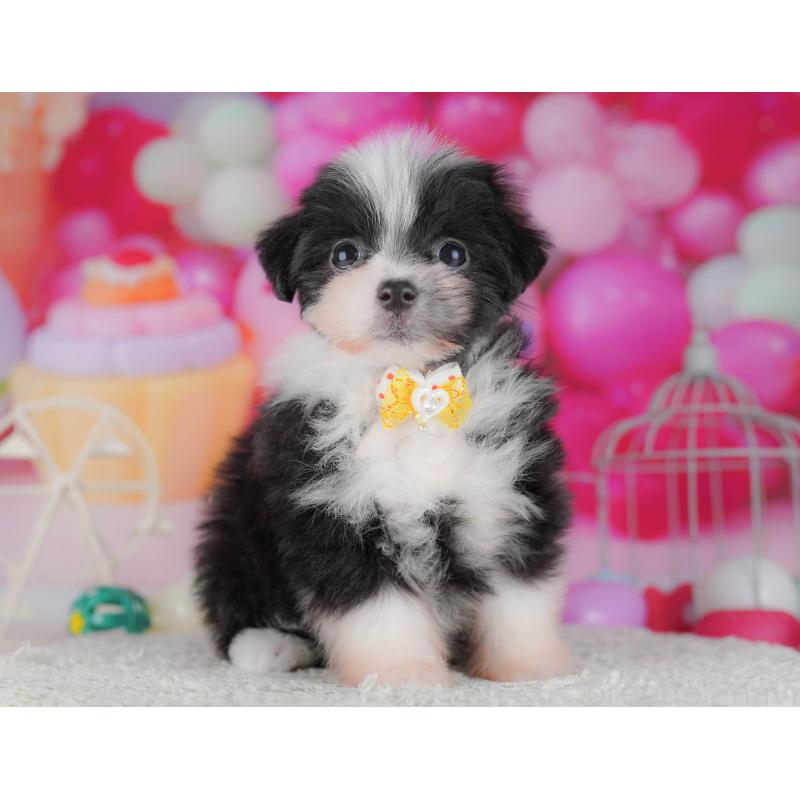 販売中の千葉県のポメマル:ポメラニアン×マルチーズ-428837の2枚目