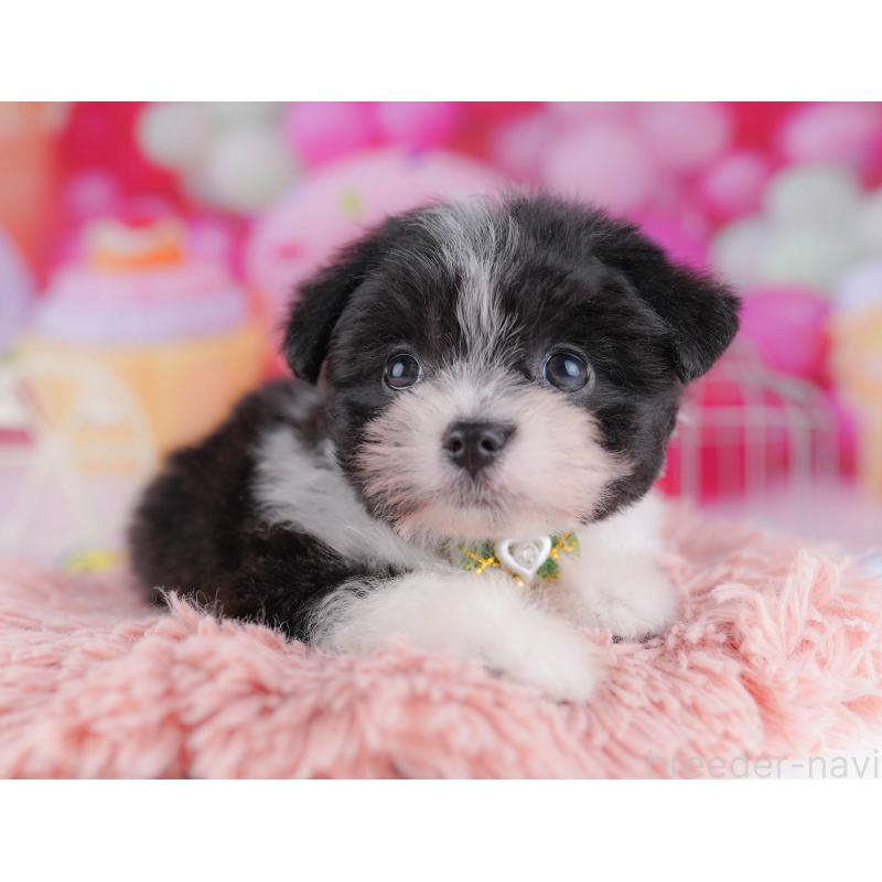 販売中の千葉県のポメマル:ポメラニアン×マルチーズ-428836の9枚目