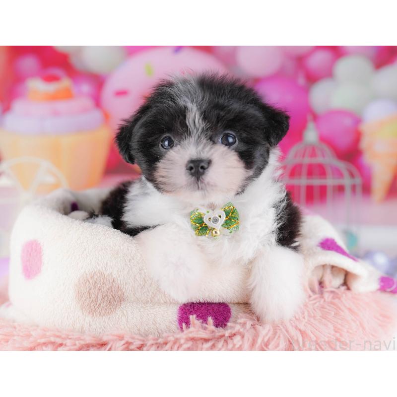 販売中の千葉県のポメマル:ポメラニアン×マルチーズ-428836の8枚目