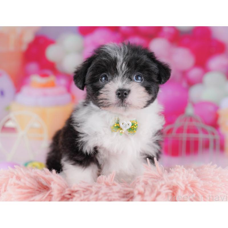 販売中の千葉県のポメマル:ポメラニアン×マルチーズ-428836の7枚目