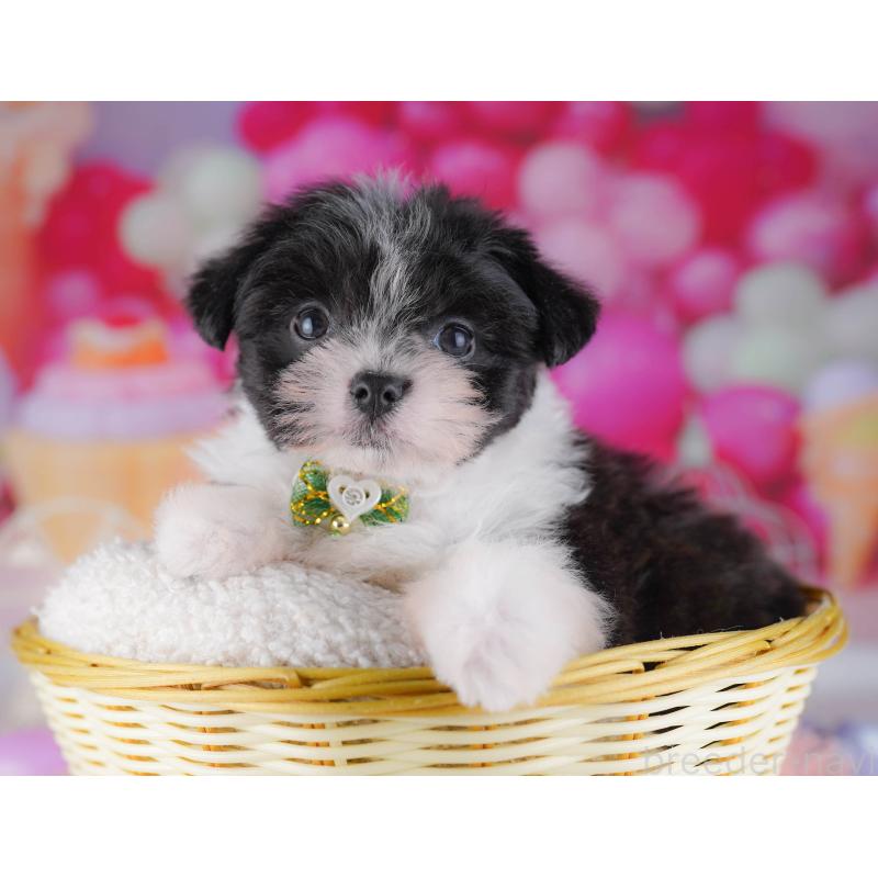 販売中の千葉県のポメマル:ポメラニアン×マルチーズ-428836の6枚目