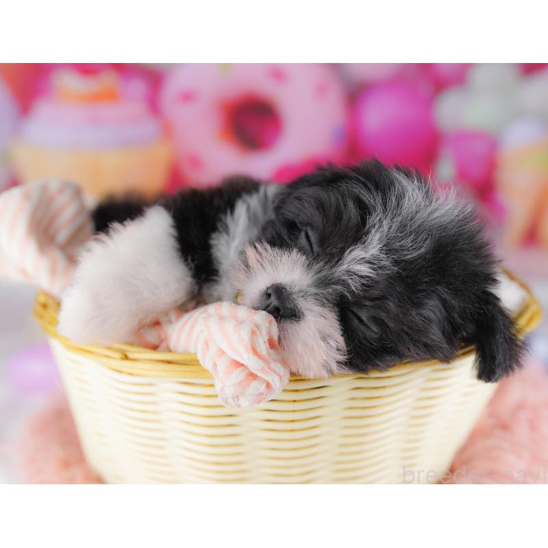 販売中の千葉県のポメマル:ポメラニアン×マルチーズ-428836の5枚目