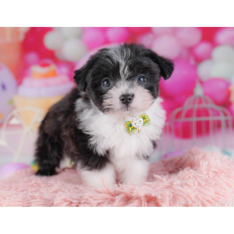 販売中の千葉県のポメマル:ポメラニアン×マルチーズ-428836の4枚目