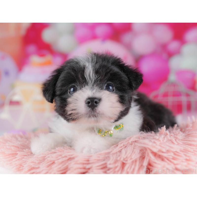 販売中の千葉県のポメマル:ポメラニアン×マルチーズ-428836の3枚目