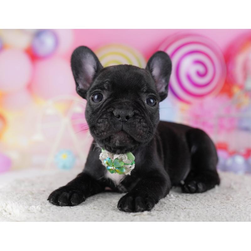 販売中の千葉県のフレンチブルドッグ-428834