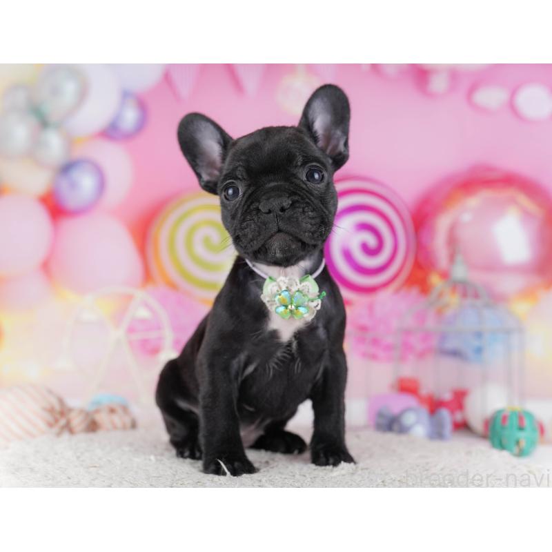 販売中の千葉県のフレンチブルドッグ-428834の10枚目