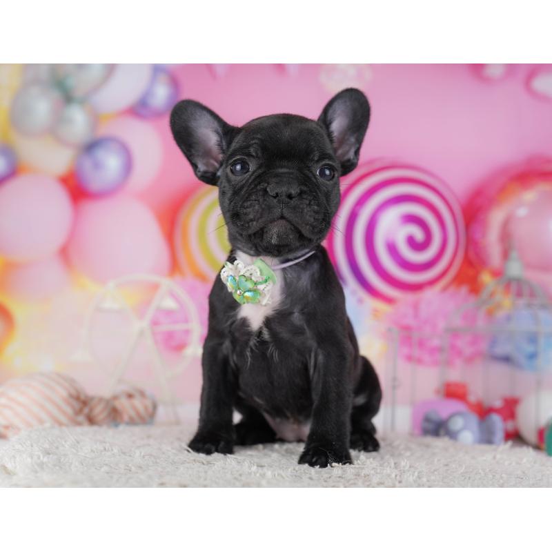 販売中の千葉県のフレンチブルドッグ-428834の9枚目