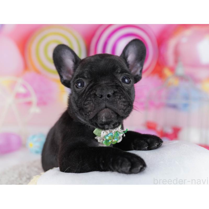 販売中の千葉県のフレンチブルドッグ-428834の8枚目