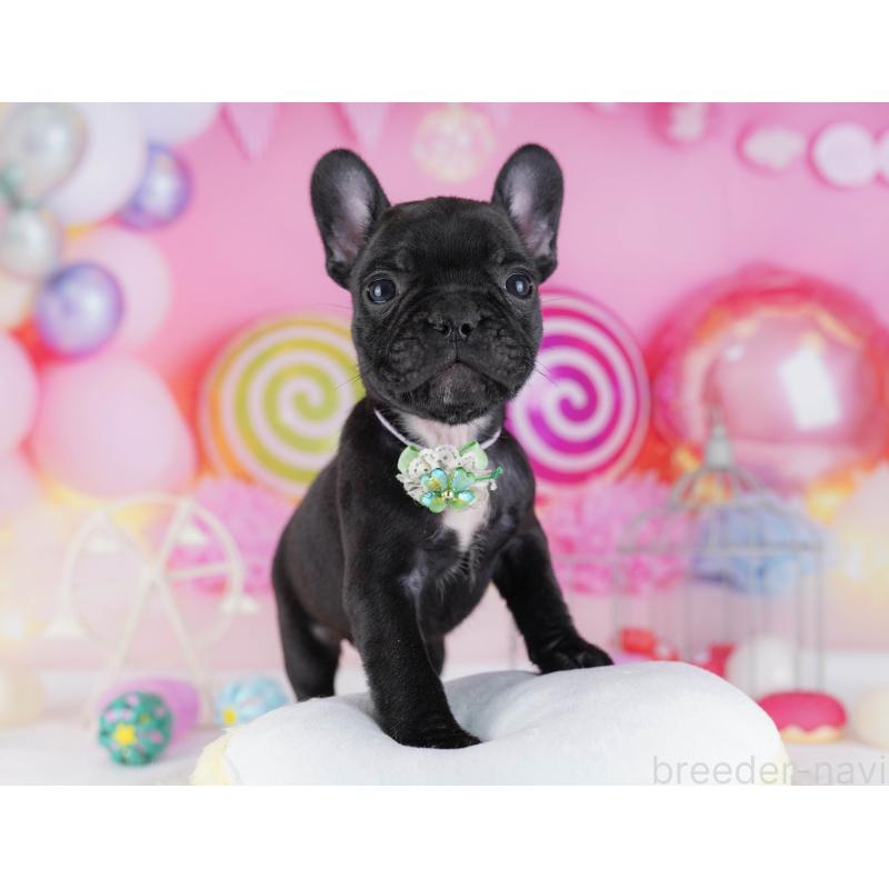 販売中の千葉県のフレンチブルドッグ-428834の6枚目