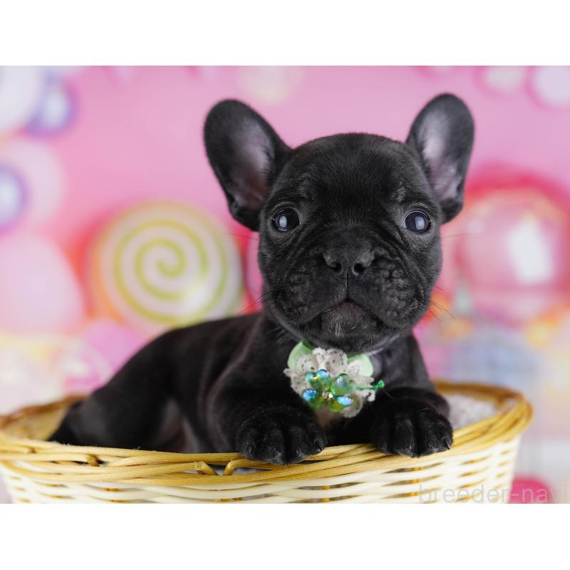 販売中の千葉県のフレンチブルドッグ-428834の5枚目