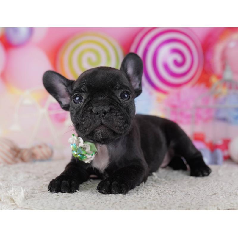 販売中の千葉県のフレンチブルドッグ-428834の4枚目