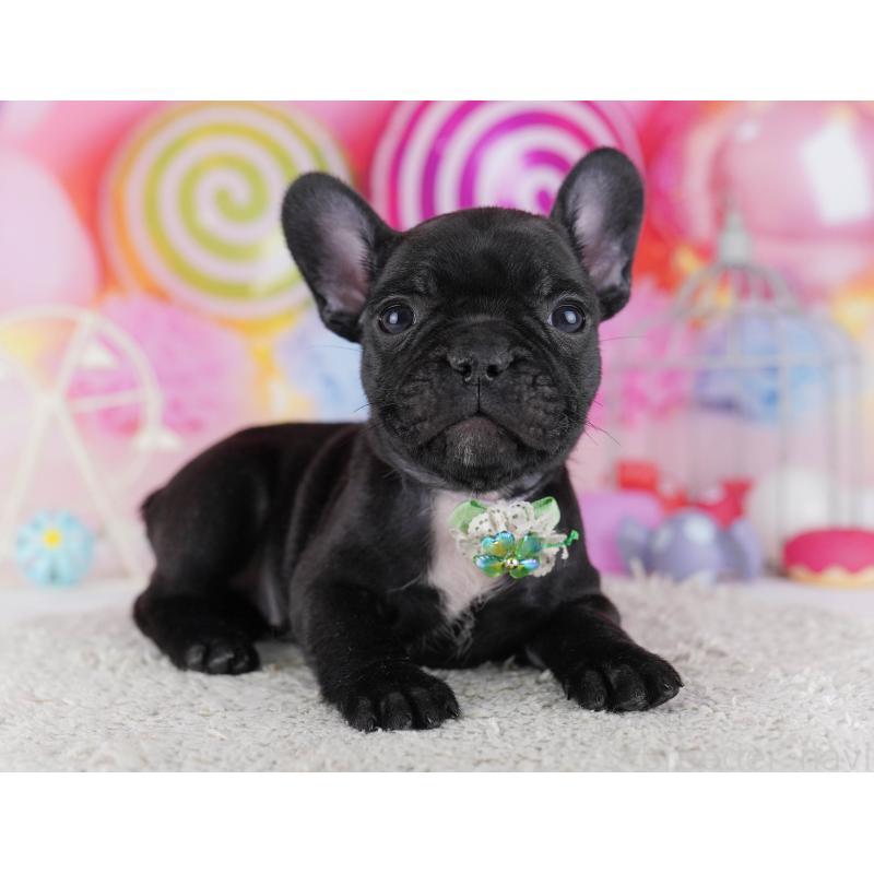 販売中の千葉県のフレンチブルドッグ-428834の3枚目