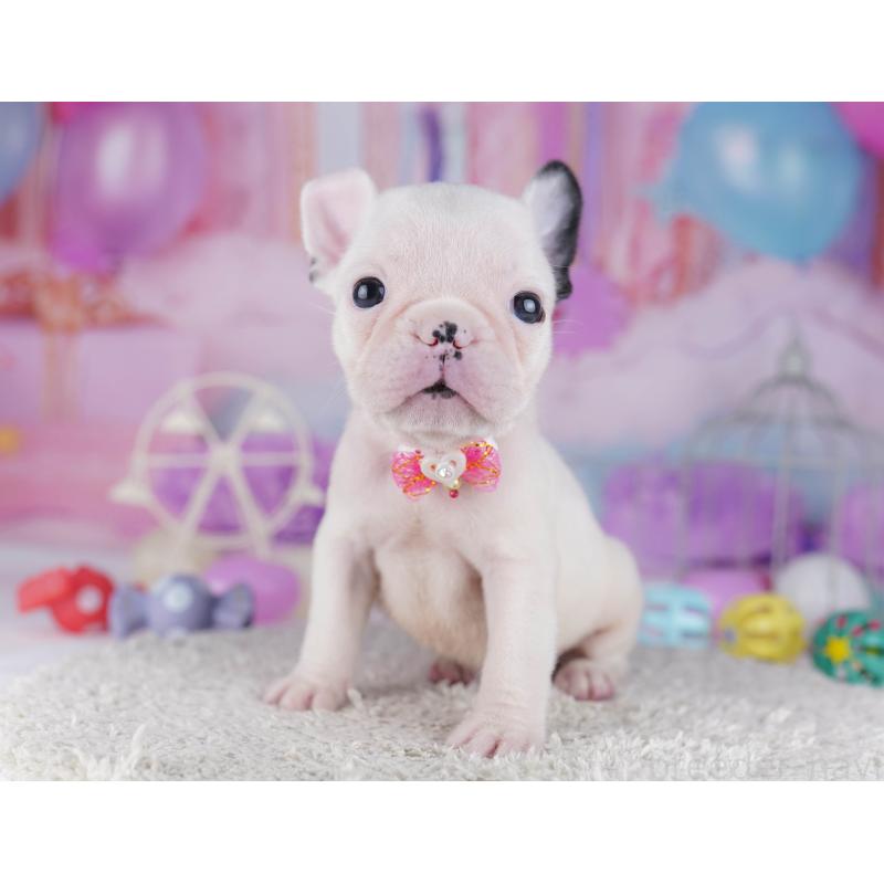 販売中の千葉県のフレンチブルドッグ-428830の7枚目