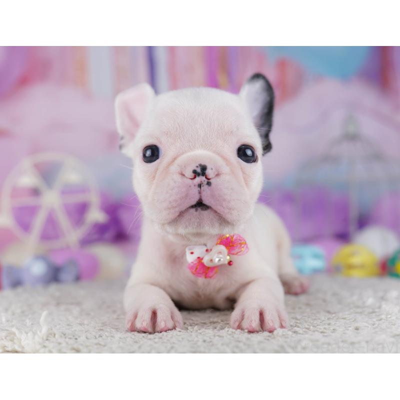 販売中の千葉県のフレンチブルドッグ-428830の6枚目