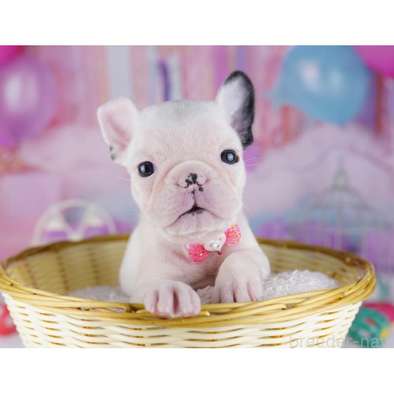 販売中の千葉県のフレンチブルドッグ-428830の5枚目