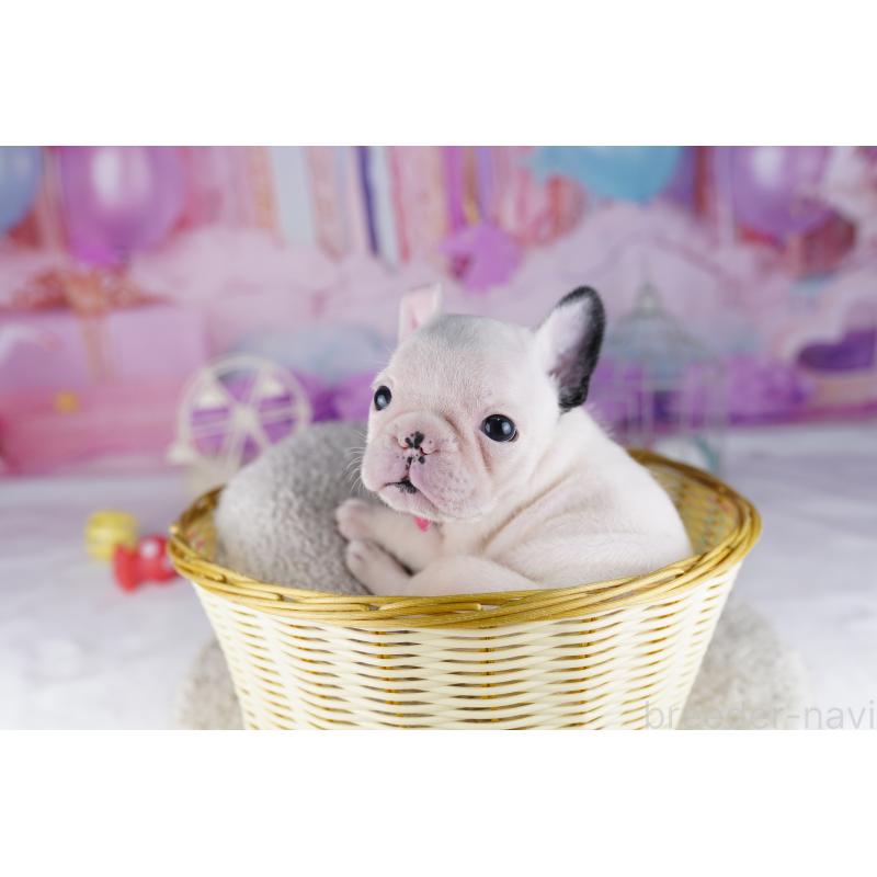 販売中の千葉県のフレンチブルドッグ-428830の4枚目