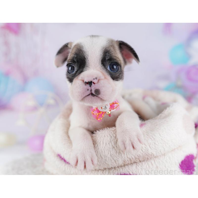 販売中の千葉県のフレンチブルドッグ-428719の1枚目