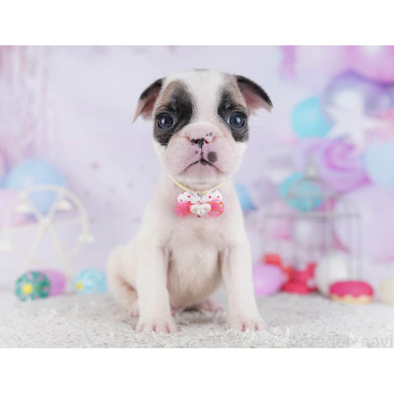 販売中の千葉県のフレンチブルドッグ-428719の19枚目