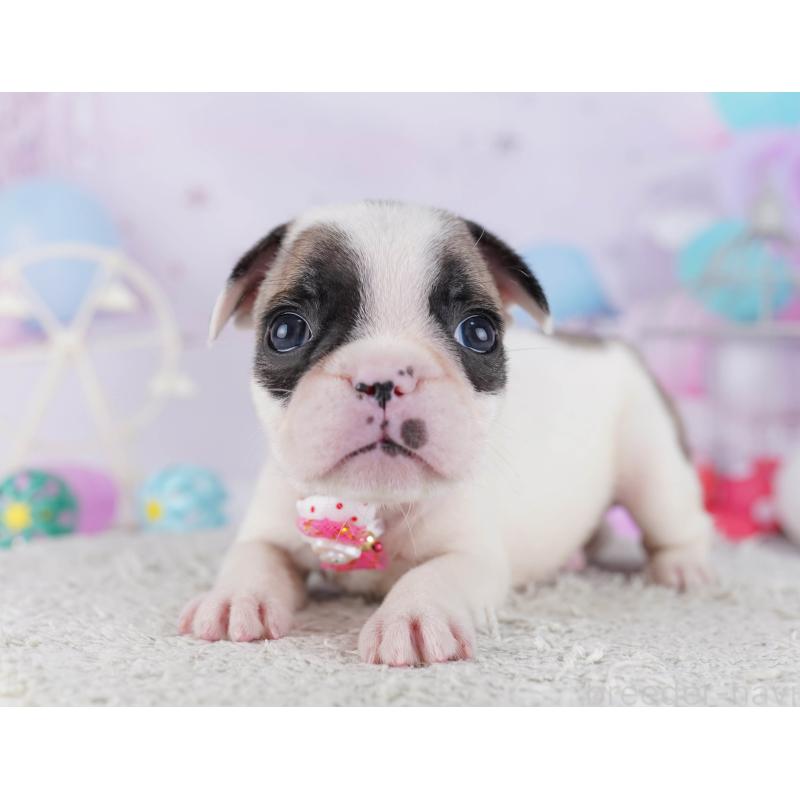 販売中の千葉県のフレンチブルドッグ-428719の18枚目