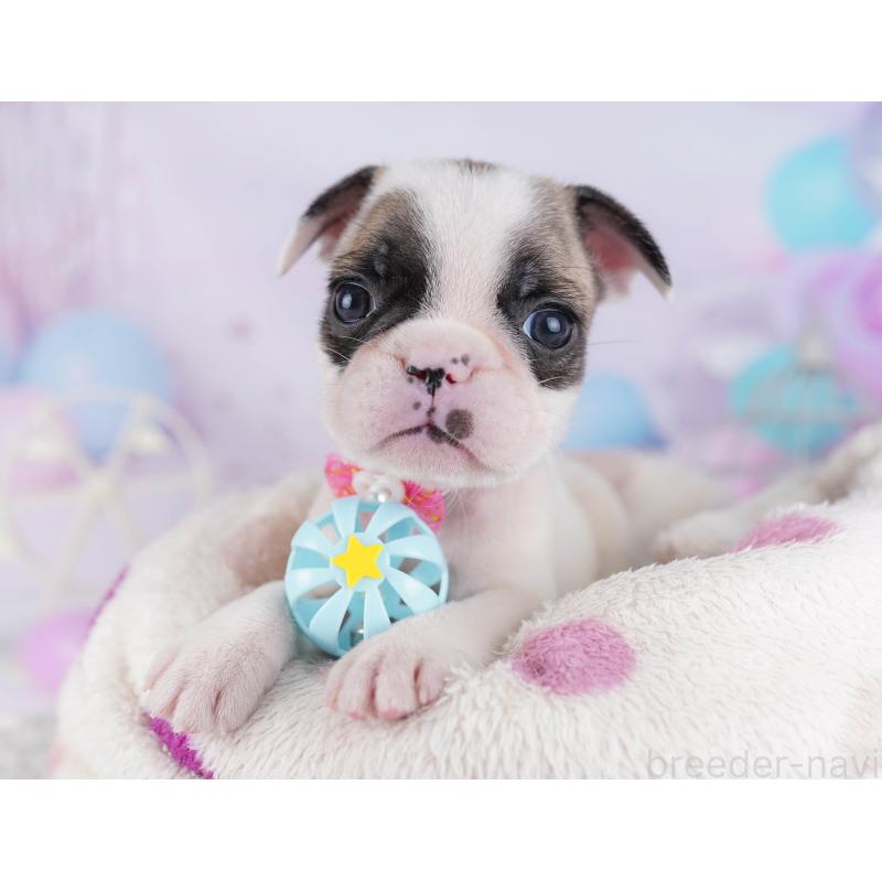 販売中の千葉県のフレンチブルドッグ-428719の16枚目