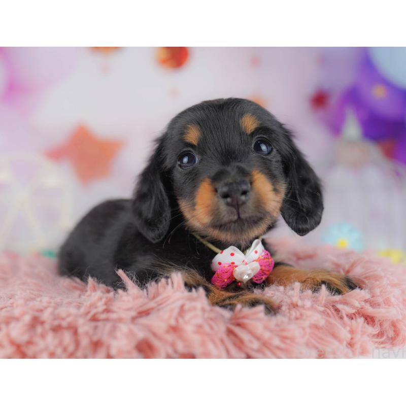 販売中の千葉県のカニンヘンダックスフンド(ロングヘアード)-428716の17枚目