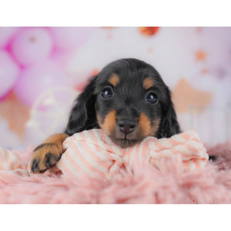 販売中の千葉県のカニンヘンダックスフンド(ロングヘアード)-428716の15枚目